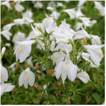 MarshFlower seeds for Planting Cottage Garden Essential Heirloom & GMO Free Seeds for Home Garden 
 
 Sale for planting in home garden