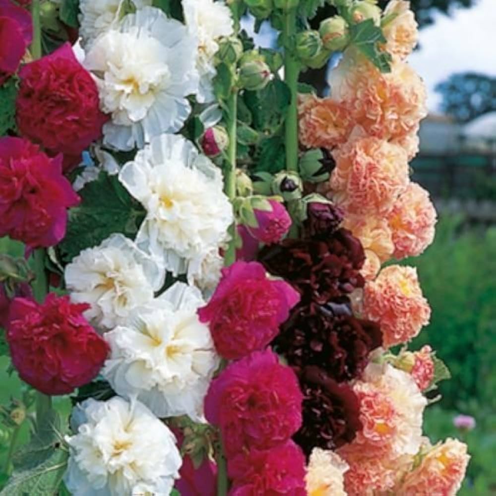 Althaea Rosea Seeds - Mixed Colors For Planting Flower