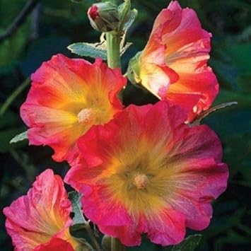 Mixed Hollyhock Flower seeds for Planting - Garden Favorite, Heirloom & GMO Free Seeds for Home Garden
 
 Sale seeds for home garden