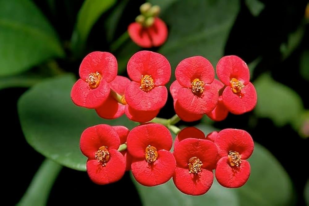 Deep Red Euphorbia Milii Flower seeds for Planting - Pollinator Friendly, Heirloom & GMO Free Seeds for Home Garden
 
 Sale seeds for planting in home garden