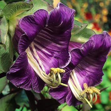 Heirloom Cobaea Flower seeds for Planting Compact Growth Heirloom & GMO Free Seeds for Home Garden 
 
 Sale for planting in home garden