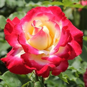 Dragon Rose Pink Yellow Flower seeds for Planting - Fragrant Blossoms, Heirloom & GMO Free Seeds for Home Garden
 
 Sale for planting in home garden