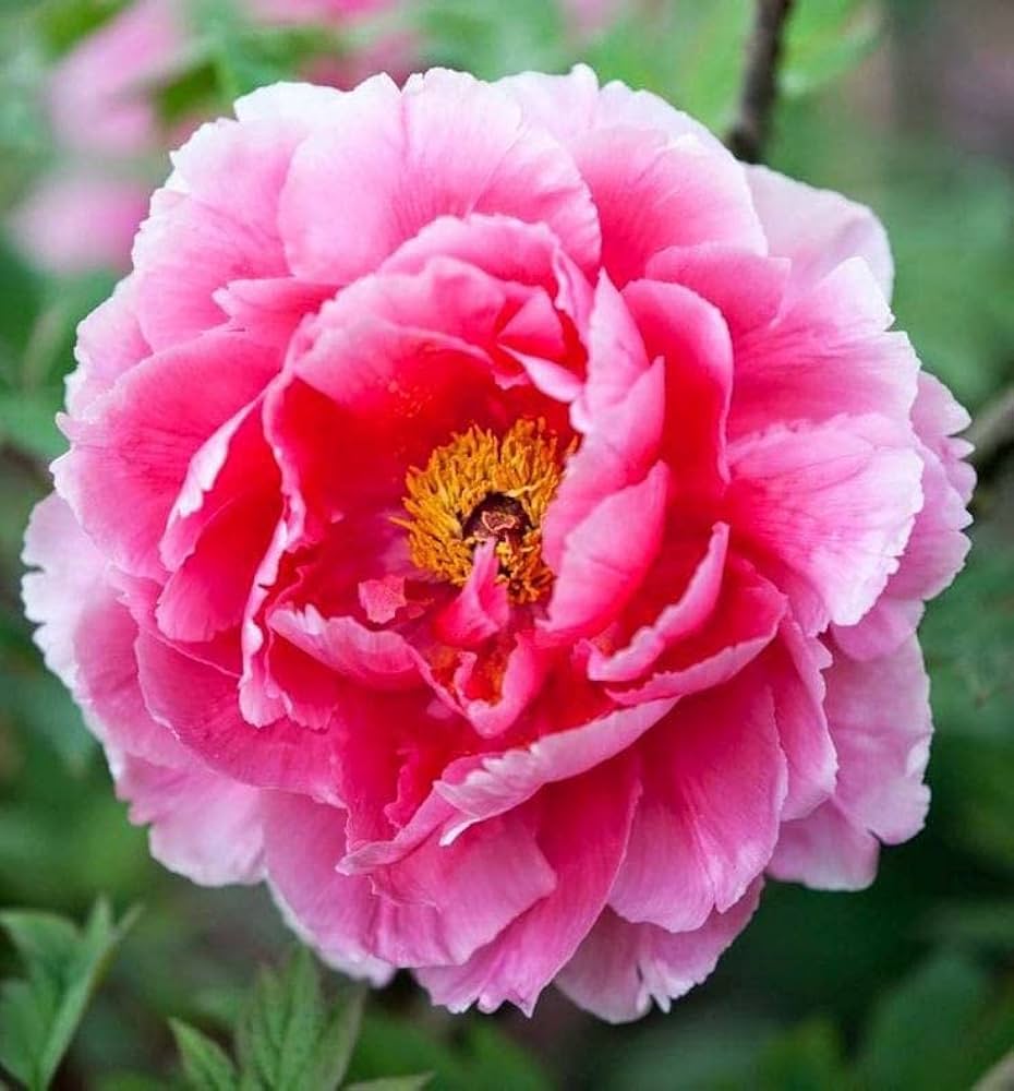 Chinese Peony Paeonia lactiflora Seeds for planting in flower bed