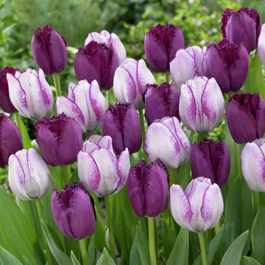 Violet And White Tulip Flower Seeds For Planting