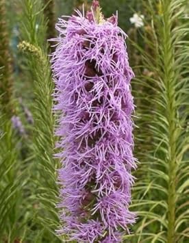 Violet Gayfeather Flower Seeds - Flower seeds for Planting - Fragrant Blossoms, Heirloom & GMO Free Seeds for Home Garden
 
 Sale for planting in home garden