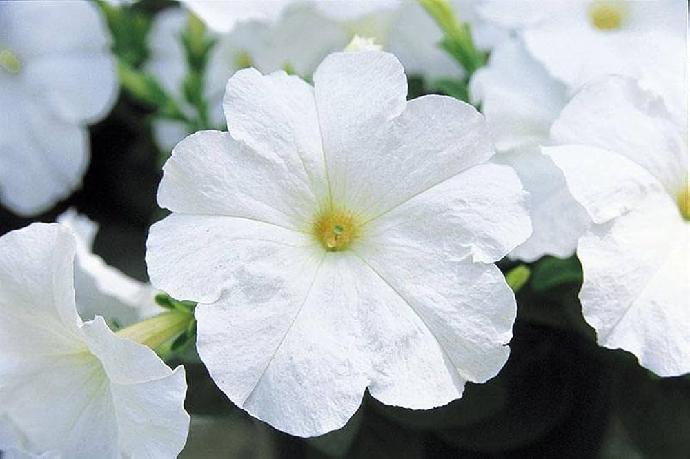 Petunia flower seeds for full sun garden planting