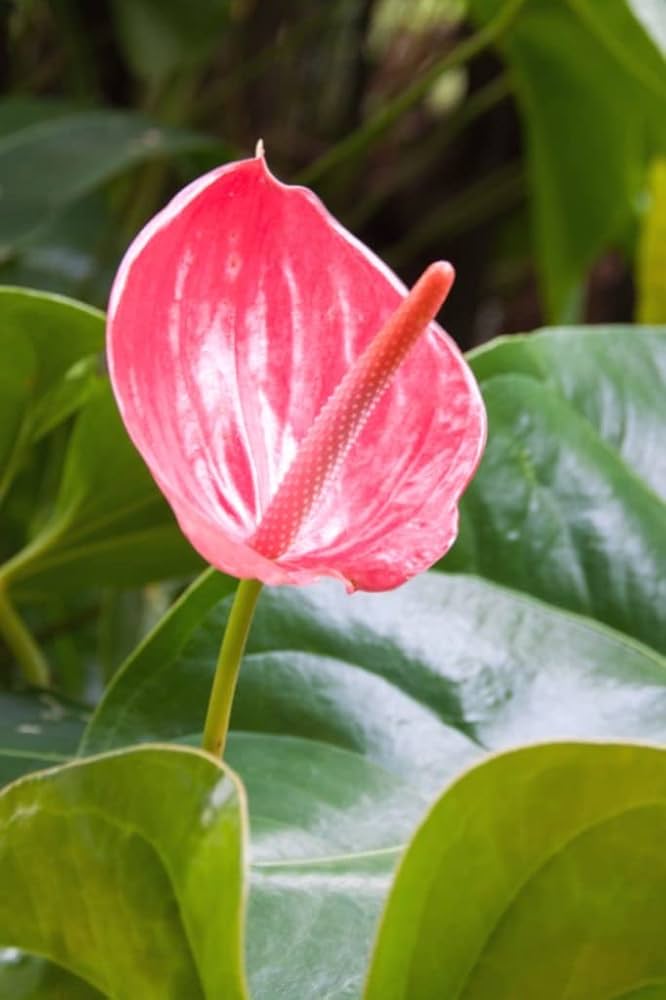 Anthurium Andraeanum Seeds (Heirloom Non-GMO Flower Seeds for Planting
 
 Sale) seeds for home garden