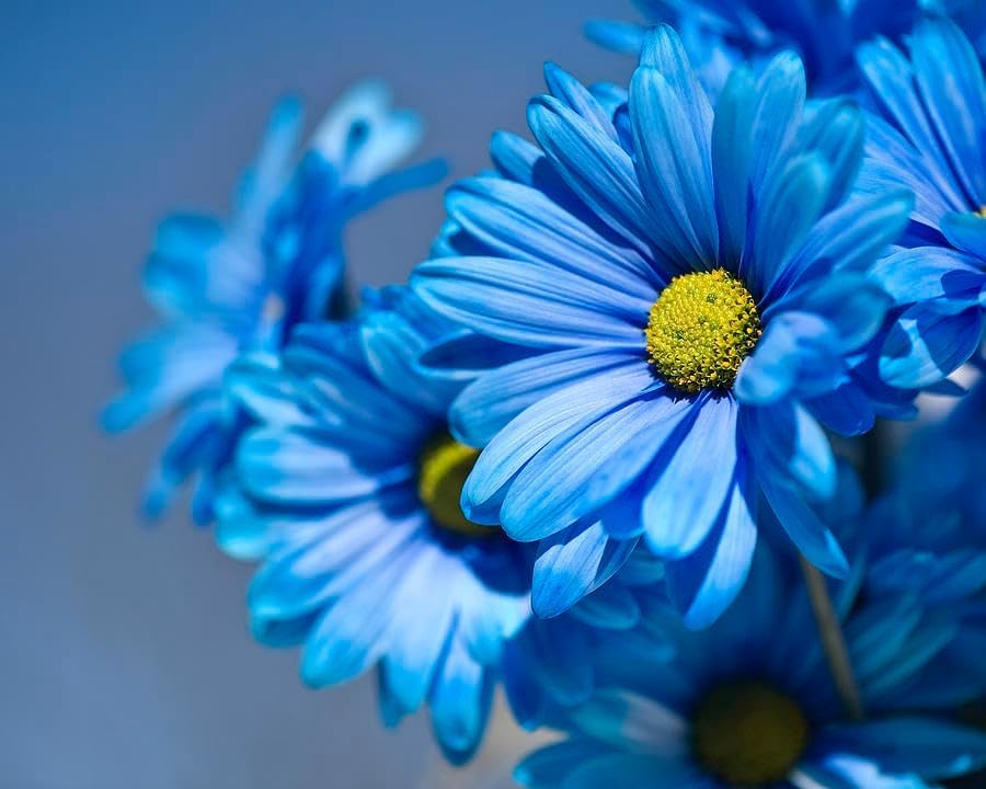 Blue Osteospermum Seeds For Planting - Add Stunning Blooms To Your Garden