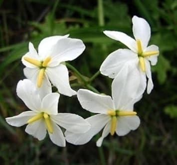 White Leucocoryne Flower seeds for Planting - Long Bloom Season, Heirloom & GMO Free Seeds for Home Garden
 
 Sale seeds for planting in home garden