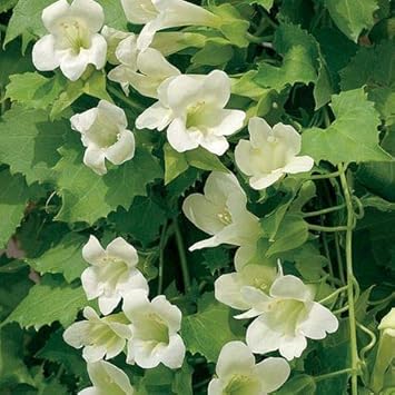Maurandya White Lophospermum Seeds – Pollinator-Friendly Heirloom Non-GMO Flowers for Garden Planting
 
 Sale seeds for home garden
