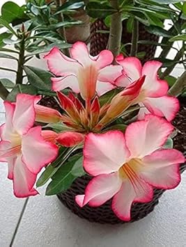 Light Pink Adenium Obesum Flower Seeds For Easy Planting