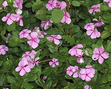 Pink Catharanthus Flower seeds for Planting - Seasonal Bloomer, Heirloom & GMO Free Seeds for Home Garden
 
 Sale seeds for planting in home garden