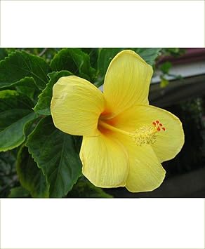 Hibiscus Light Yellow Flower seeds for Planting - Bright Blooms, Heirloom & GMO Free Seeds for Home Garden
 
 Sale for planting in home garden.