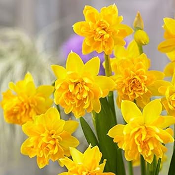 Violet Periwinkle Vinca Flower Seeds for Planting Hardy Variety Heirloom & GMO Free Seeds for Home Garden
 
 Sale for planting in home garden