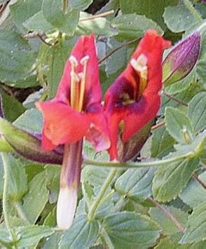 Red Monkey Flower seeds for Planting - Compact Growth, Heirloom & GMO Free Seeds for Home Garden
 
 Sale for planting in home garden.