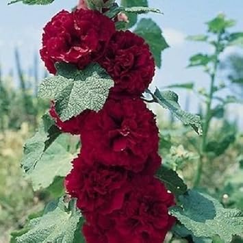 Maroon Hollyhock Flower seeds for Planting - Hardy Variety, Heirloom & GMO Free Seeds for Home Garden
 
 Sale seeds for planting in home garden