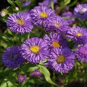 Violet Erigeron Flower seeds for Planting - Sun Loving, Heirloom & GMO Free Seeds for Home Garden
 
 Sale for planting in home garden