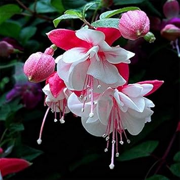 Fuchsia Flower Seeds For Planting - Beautiful White Pink Fuchsias Your Garden