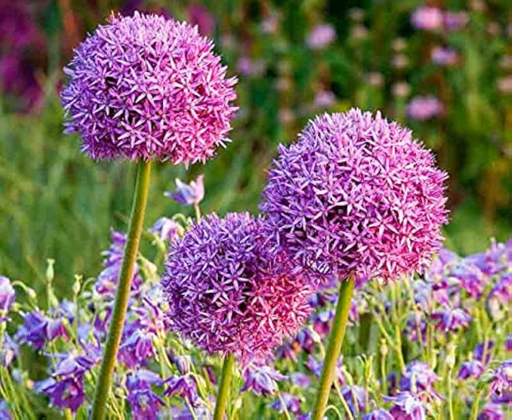 Purple Giant Allium Giganteum Flower Seeds