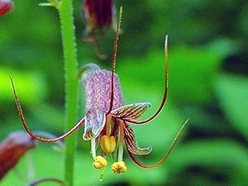 Mothers Menziesii Flower seeds for Planting - Cut Flower Favorite, Heirloom & GMO Free Seeds for Home Garden
 
 Sale for planting in home garden.