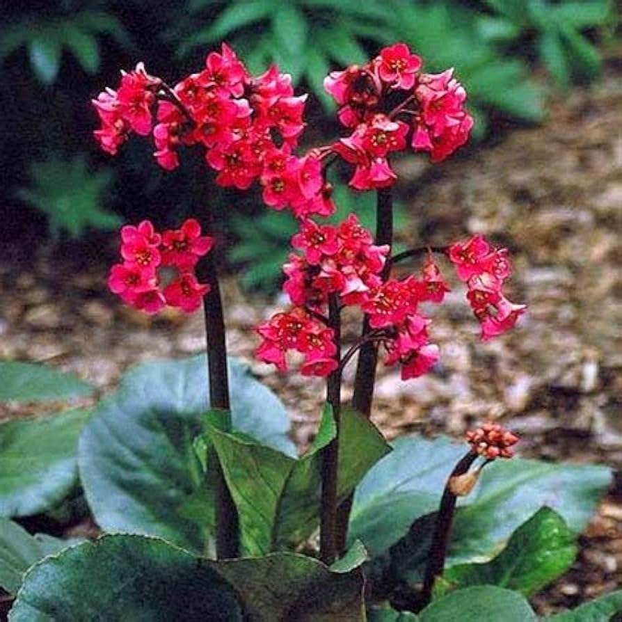 Red Bergenia Flower seeds for Planting - Drought Tolerant, Heirloom & GMO Free Seeds for Home Garden
 
 Sale for planting in home garden.