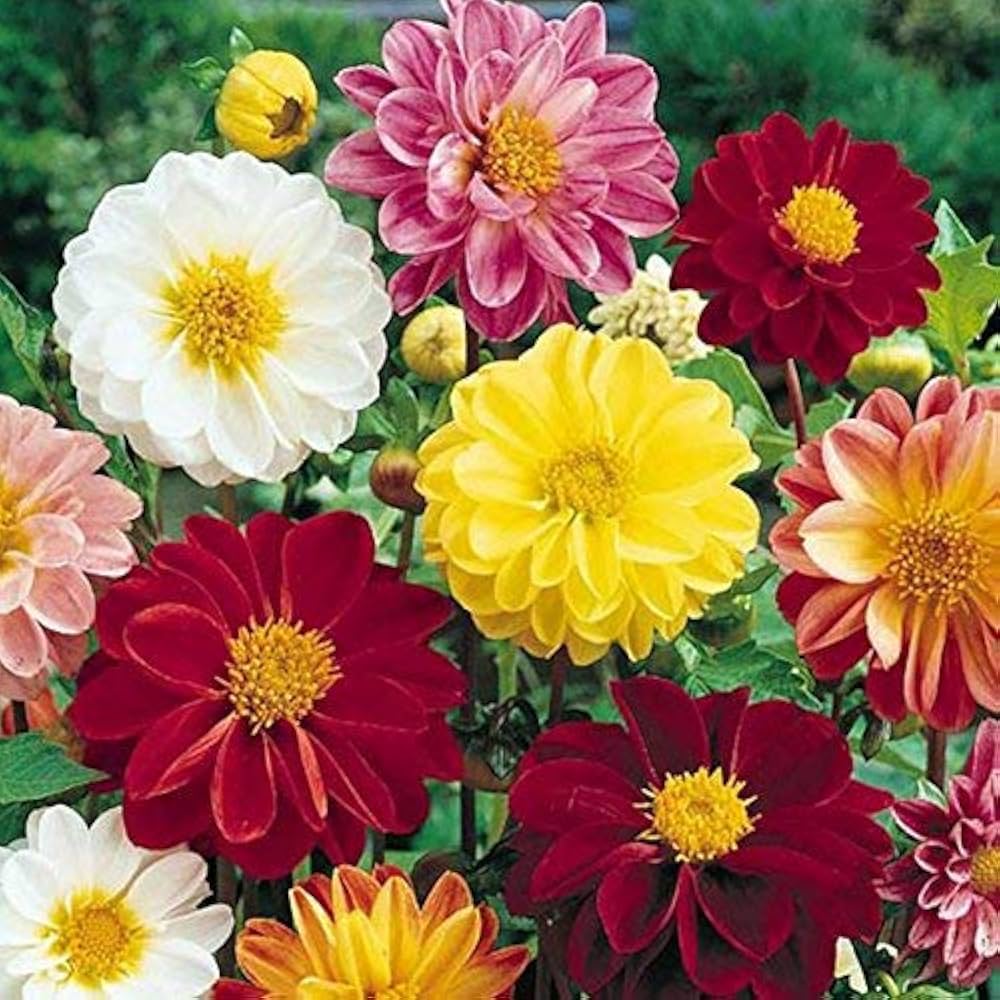 Dahlia Mignon Mix flowers for patio garden pots