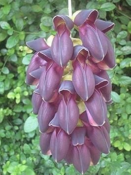 Endangered Jade Flower seeds for Planting - Seasonal Bloomer, Heirloom & GMO Free Seeds for Home Garden
 
 Sale for planting in home garden.