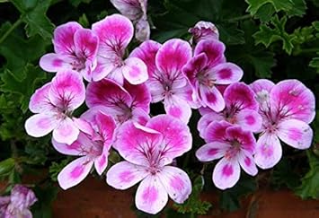 Pink Violet Brazilian Gloxinia Flower Seeds for Planting Drought Tolerant Heirloom & GMO Free Seeds for Home Garden
 
 Sale for planting in home garden