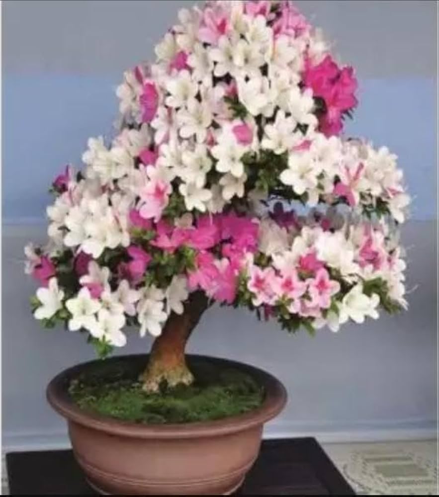 Simsii Bonsai Flower Seeds Planting Violet