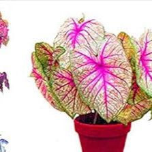 Mixed Colour Caladium Flower seeds for Planting - Garden Favorite, Heirloom & GMO Free Seeds for Home Garden
 
 Sale seeds for home garden