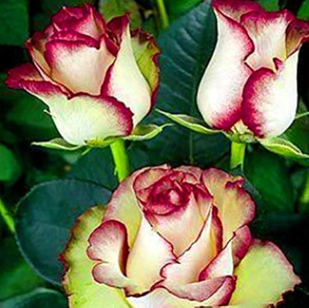 Rose Rosa Species Seeds for planting in flower bed