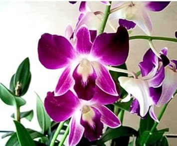 Butterfly Orchids White Violet Flower seeds for Planting - Fragrant Blossoms, Heirloom & GMO Free Seeds for Home Garden
 
 Sale for planting in home garden.