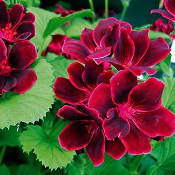Purple Geranium Flower seeds for Planting - Premium Quality, Heirloom & GMO Free Seeds for Home Garden
 
 Sale seeds for home garden