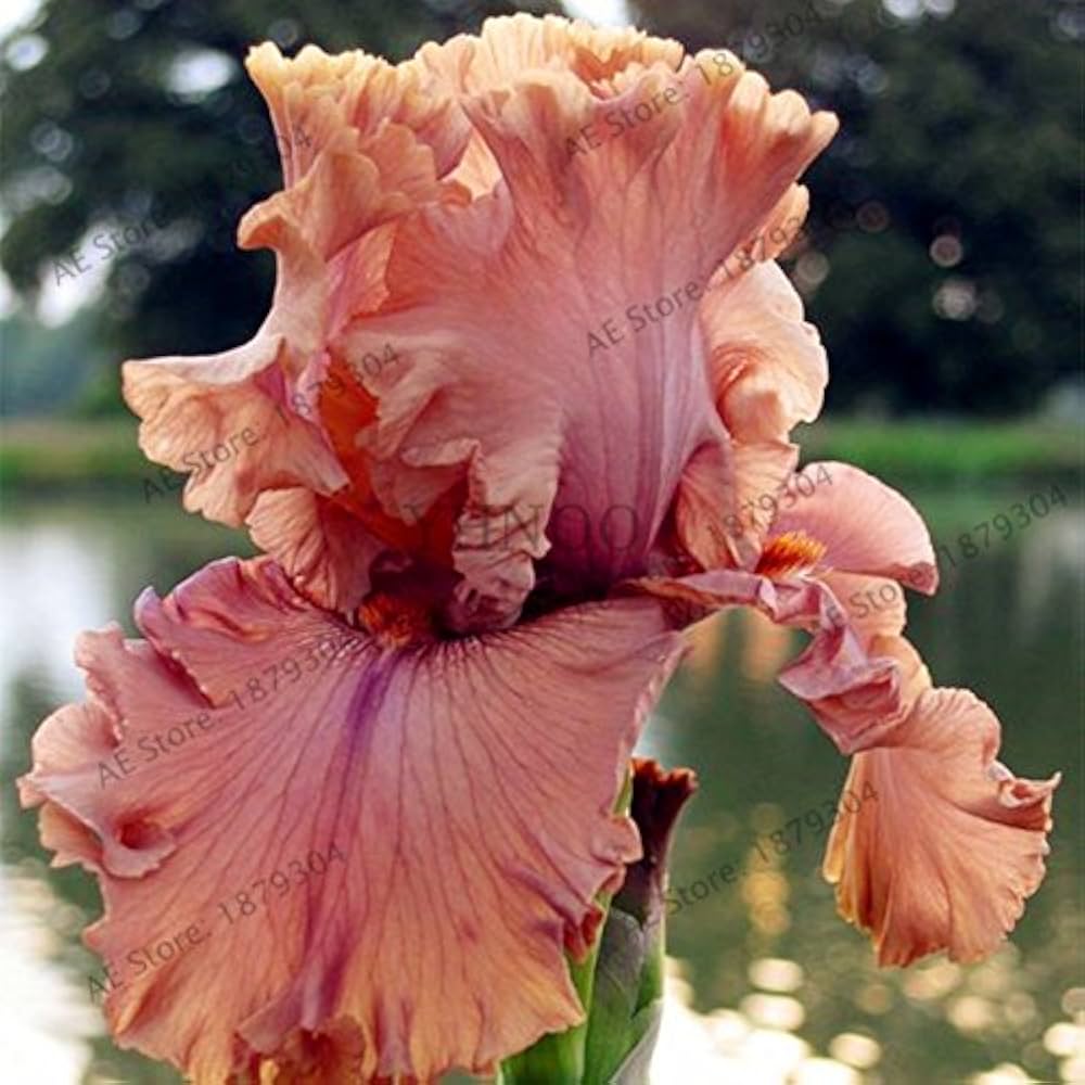 Orchid Iris Iris germanica for planting in bonsai garden