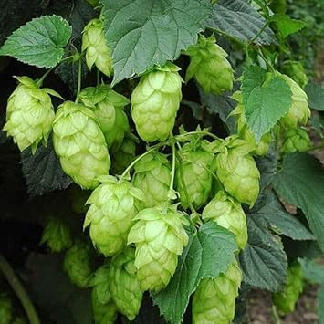 Sky Blue Fuchsia Flower Seeds – Fragrant Blossoms Heirloom & NonGMO for Home Garden
 
 Sale for planting in home garden