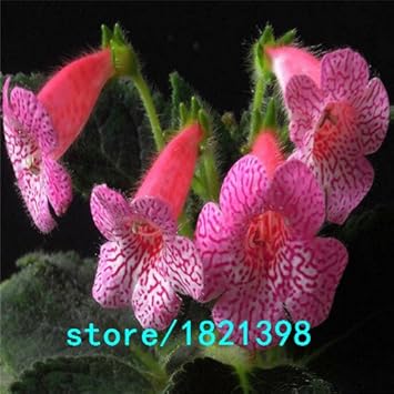 Pink Kohleria Flower seeds for Planting - Sun Loving, Heirloom & GMO Free Seeds for Home Garden
 
 Sale for planting in home garden.