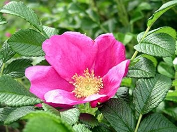 Pink Rugosa Rose Flower seeds for Planting - Vibrant Colors, Heirloom & GMO Free Seeds for Home Garden
 
 Sale seeds for planting in home garden