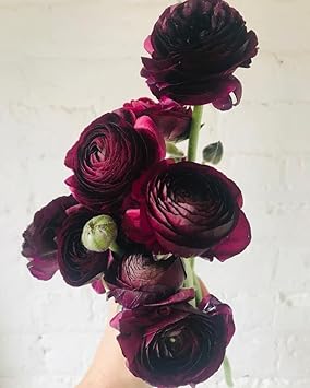 Purple Ranunculus Flower seeds for Planting Low Maintenance Heirloom & GMO Free Seeds for Home Garden 
 
 Sale for planting in home garden