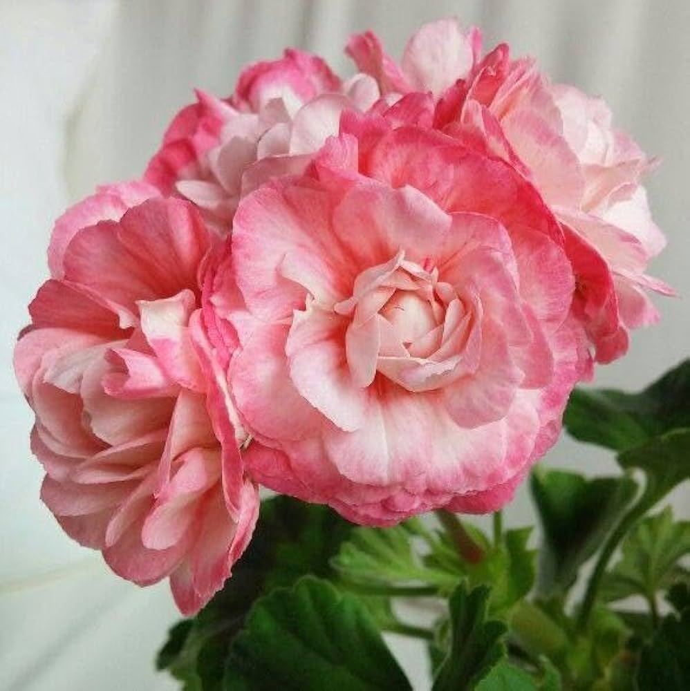 Multiple Colors Geranium Pelargonium Hortorum Seeds for planting in flower bed