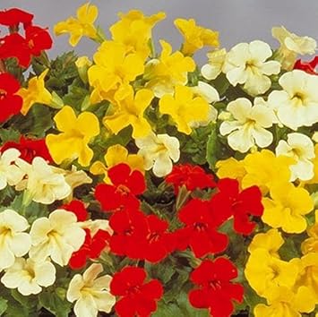 Mimulus Luteus Flower seeds for Planting - Drought Tolerant, Heirloom & GMO Free Seeds for Home Garden
 
 Sale for planting in home garden.
