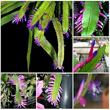 Green Wittia Amazonica Flower seeds for Planting - Fragrant Blossoms, Heirloom & GMO Free Seeds for Home Garden
 
 Sale seeds for home garden