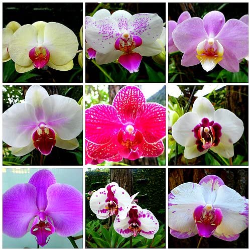 Mixed Phalaenopsis Orchid Flower Seeds Flower seeds for Planting Fragrant Blossoms Heirloom & GMO Free Seeds for Home Garden 
 
 Sale for planting in home garden
