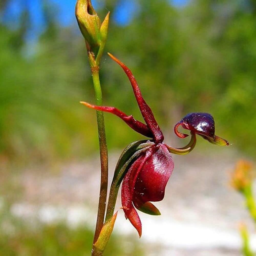 Flying Duck Orchid Caleana major for planting in orchid garden