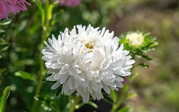 Light Blue Nezabudka Flower Seeds for Planting Bright Blooms Heirloom & GMO Free Seeds for Home Garden
 
 Sale for planting in home garden