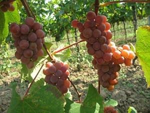 Vitis Labrusca Niagara Grape Seeds