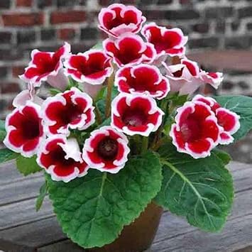 Red & White Gloxinia Flower seeds for Planting - Pollinator Friendly, Heirloom & GMO Free Seeds for Home Garden
 
 Sale seeds for planting in home garden