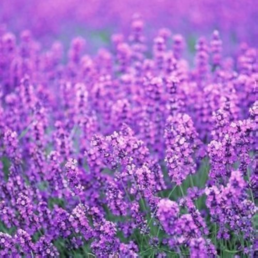 Provence Lavender Flower seeds for Planting - Easy to Grow, Heirloom & GMO Free Seeds for Home Garden
 
 Sale for planting in home garden.