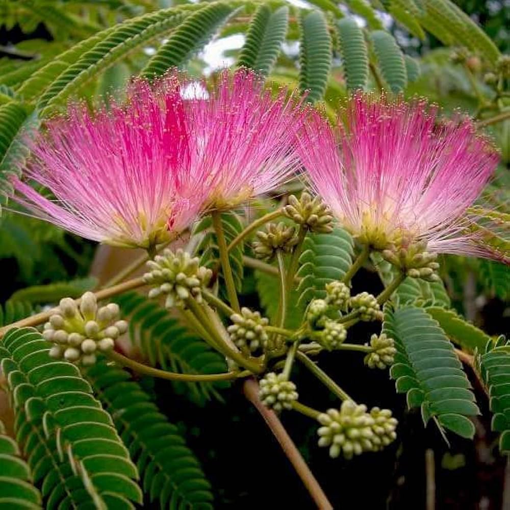 Albizia Julibrissin Seeds For Planting: Silk Tree Variety Flower