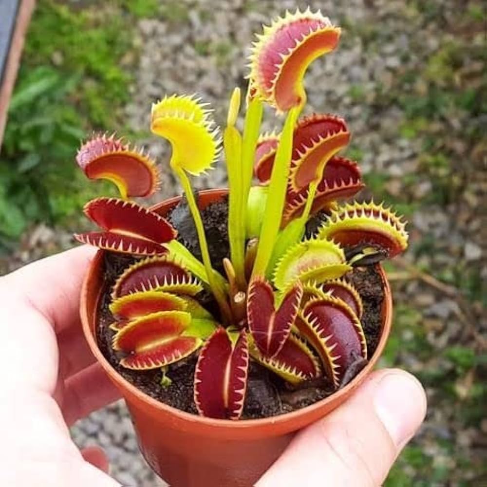 Venus Fly Trap Planting Seeds - Exotic Carnivorous Plant For Indoor Gardening & Home Decor