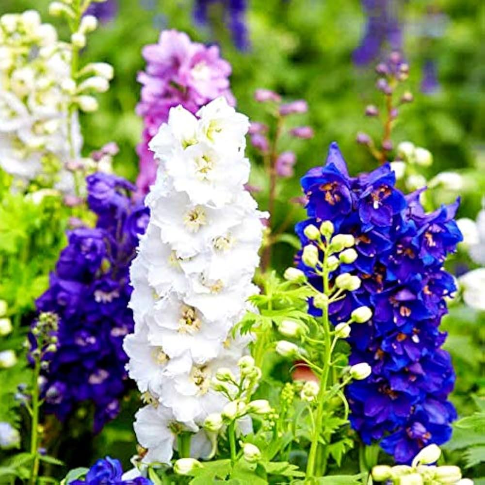 Delphinium Delphinium spp. for planting in flower bed